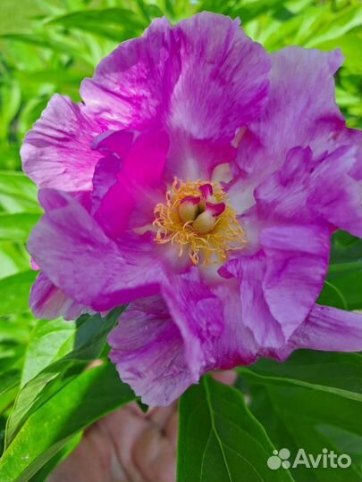 Пион Новость Алтая