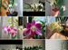 Орхидеи(каттлея, брассовол�а, дендробиум)