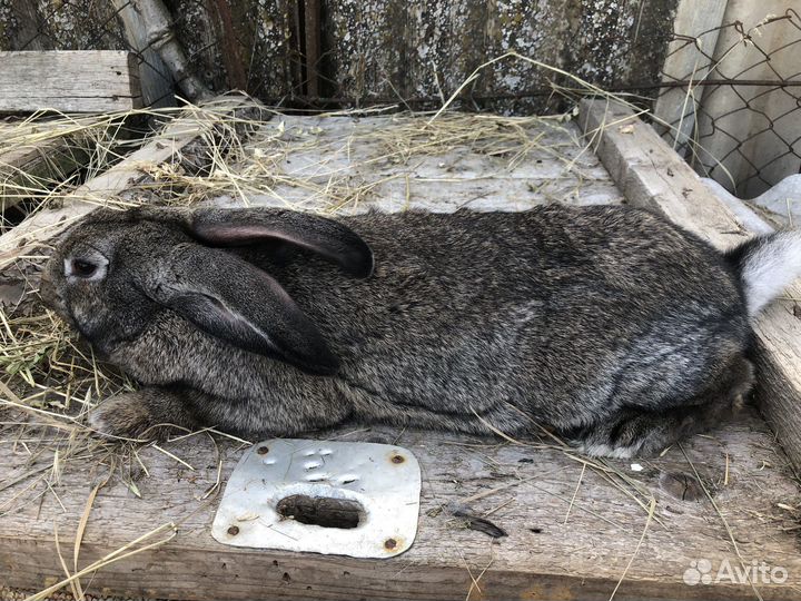 Крол 6 месяце