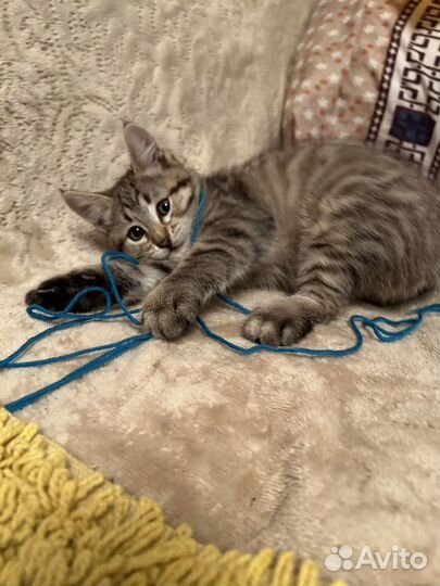 Пушистые друзья