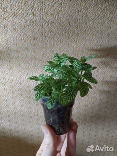 Фиттония бамбино