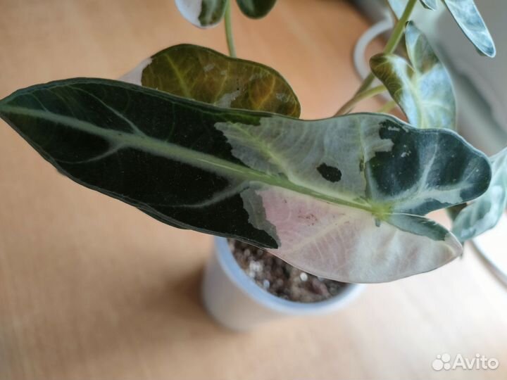 Алоказия бамбино пинк вариегатная