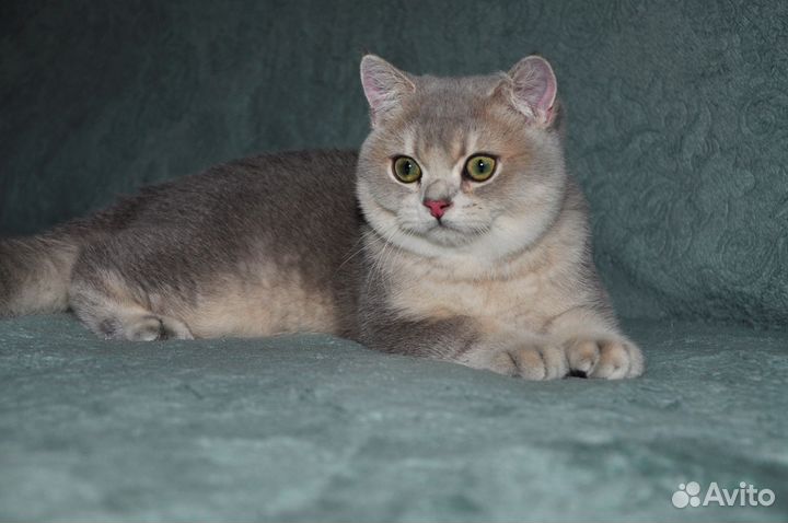 Голубое золото британский мальчик