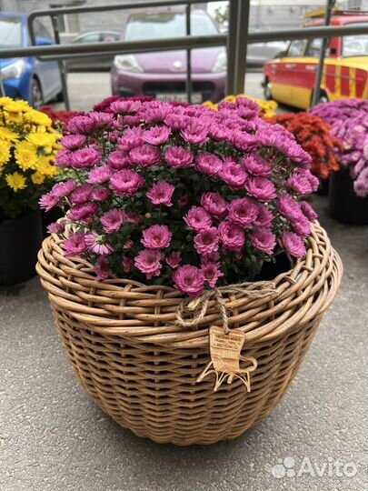 Хризантемы мультифлора Skyfall