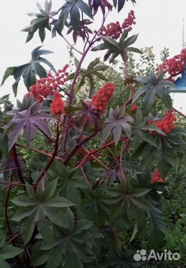 Клещевина семена