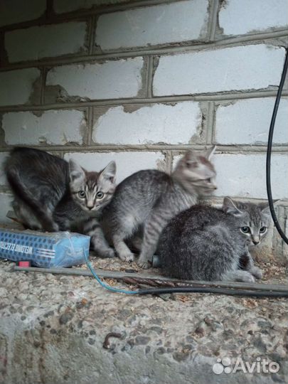 Кошки в добрые руки бесплатно