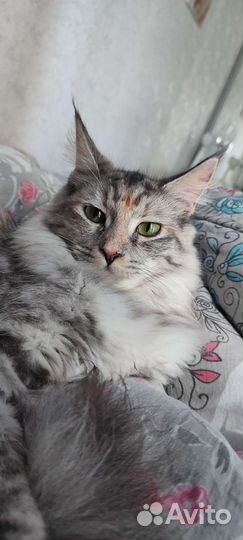 Вязка кошки мейн-кун