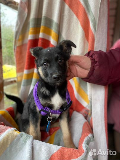 Щенок мальчик 3 мес