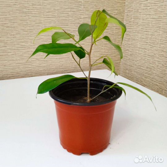 Фикус Бенджамина