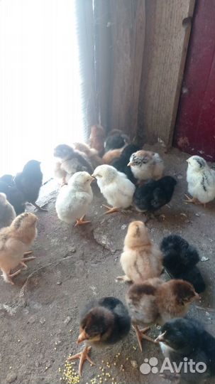Цыплята суточные домашние