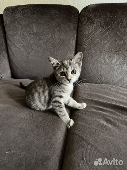 Отдам котенка