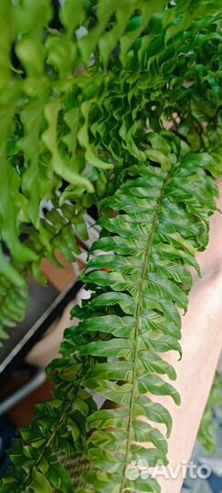 Папоротник нефролепис тигр вариегатный