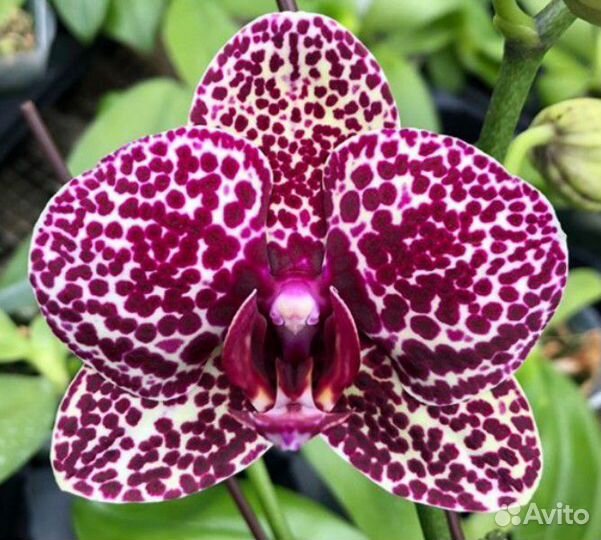 Орхидея фаленопсис дикий кот