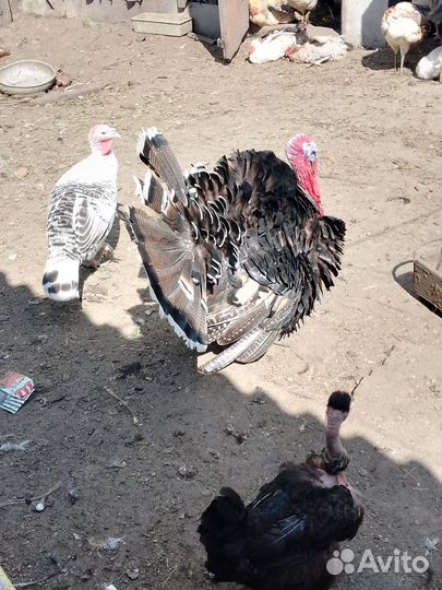 Семья индюков