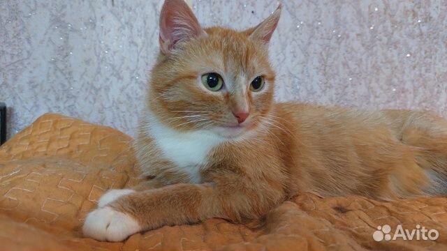 Кошечка Ласка