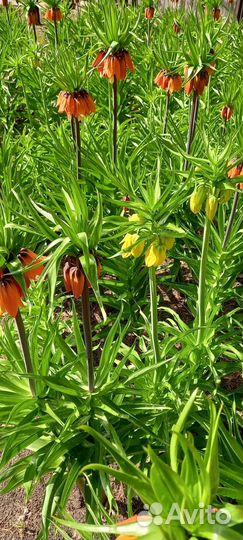 Цветы. Рябчик Императорский