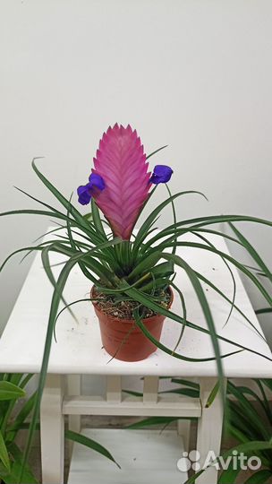 Тилландсия