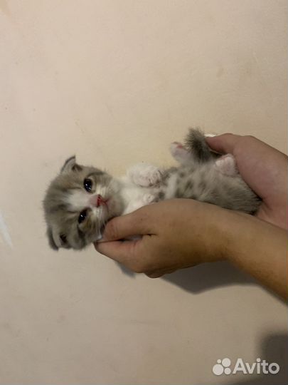 Шотландская