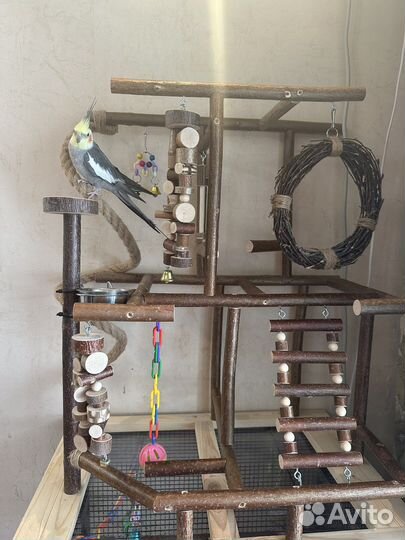 Попугай Корелла вместе с клеткой