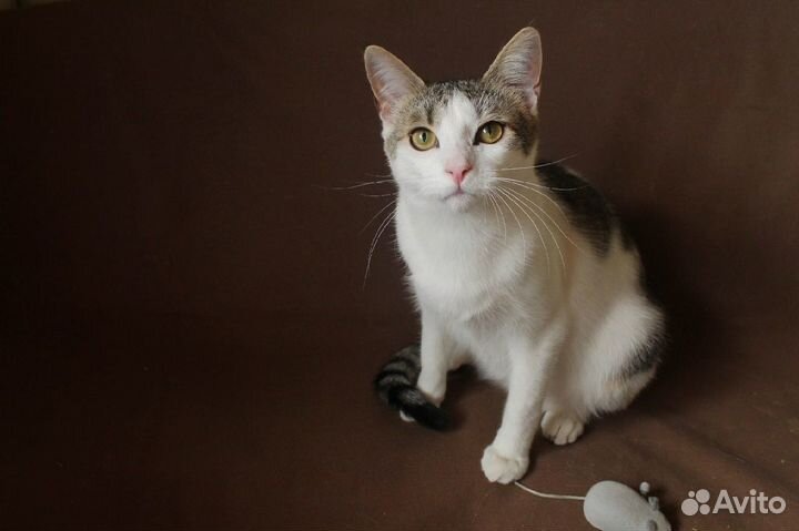 Необычный котик, который подойдет любому