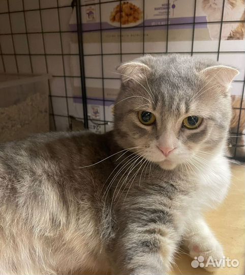 Вислоухий котик