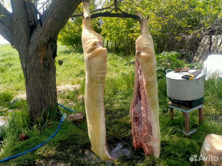 Домашняя свинина