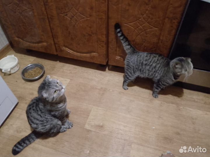 Шотландский вислоухий кот