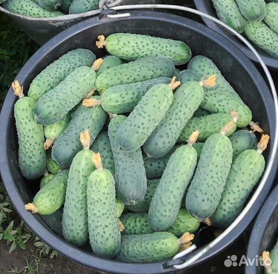 Огурцы домашние