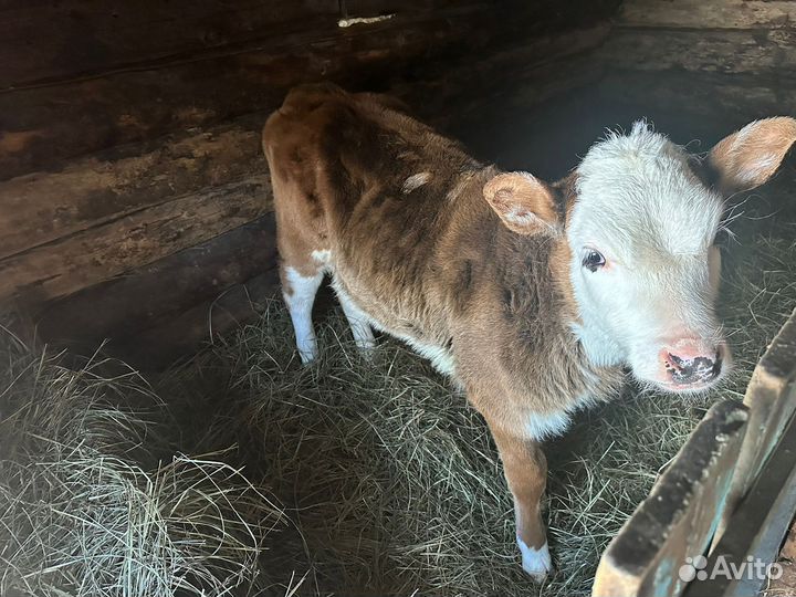 Телка 3 месяца