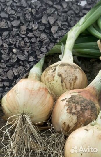 Семена лука Севка (чернушка)