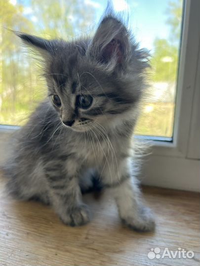 Супер пушистики