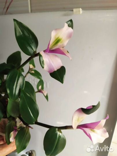 Традесканция Застенчивая невеста