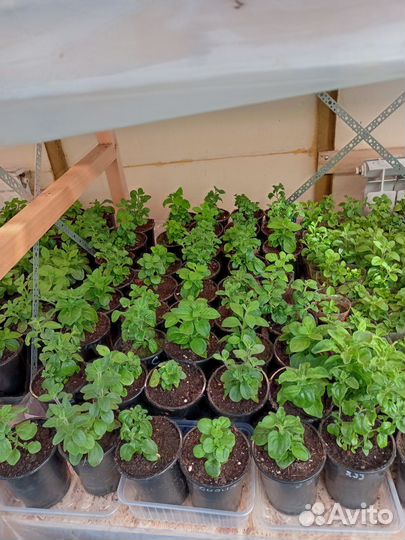 Черенки вегетативной петунии, вербены и калибрахоа