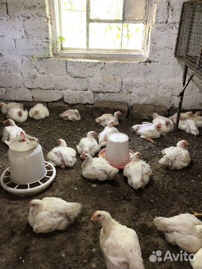 Куры бройлеры тушки мясо