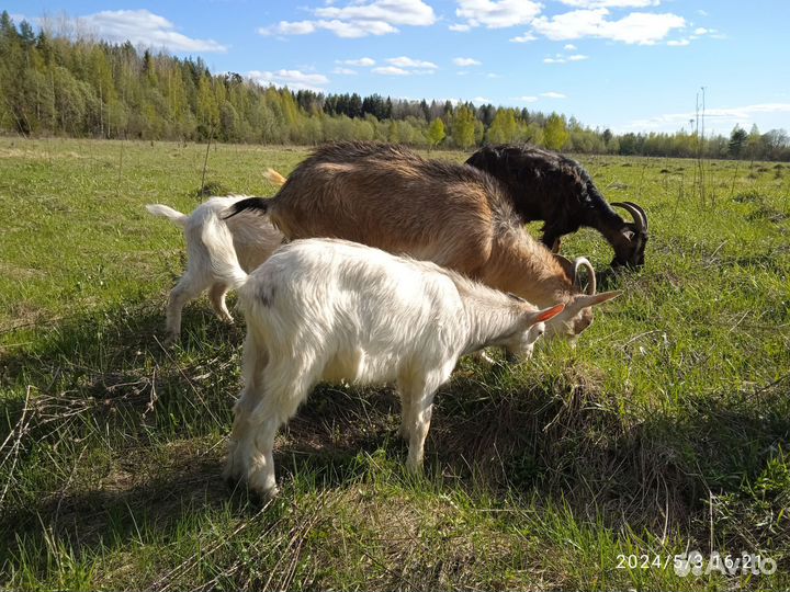 Продам козлов