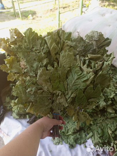 Шикарные Веники 2023г,дубовые, березывые для бани