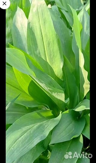 Луковицы черемши, растения