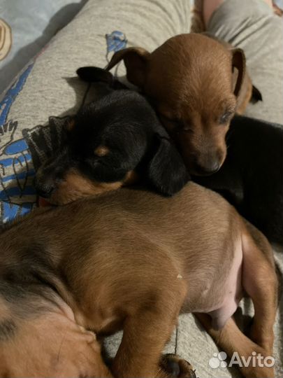 Щенки цвергпинчера