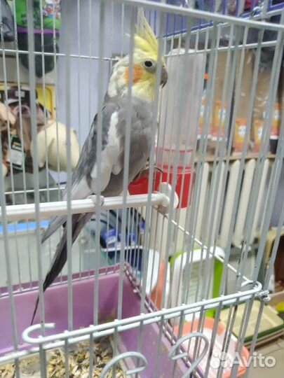 Попугай Корелла