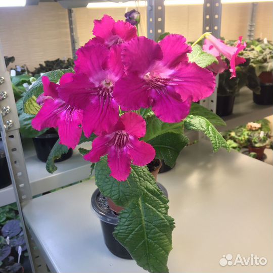 Стрептокарпус ice ice baby