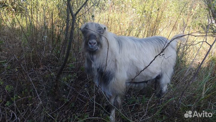 Козел производитель породы ламанча