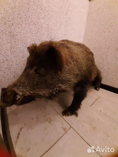 Чучело кабана