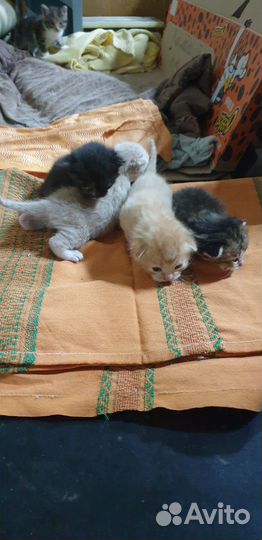 Котята в добрые руки 50р