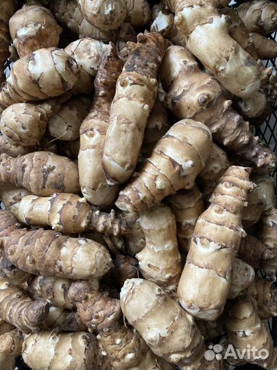 Топинамбур крупный