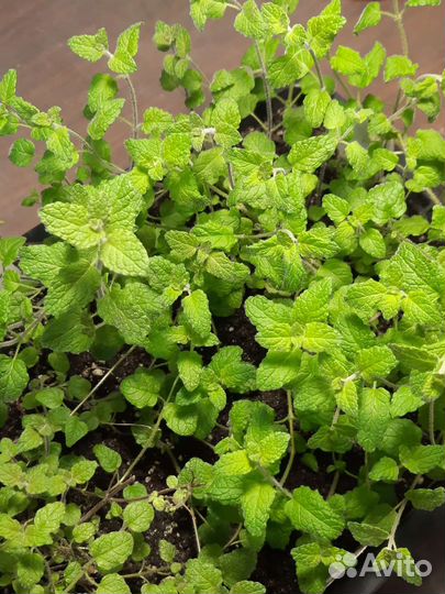Мята сортовая