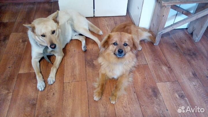 Передержка домашних животных