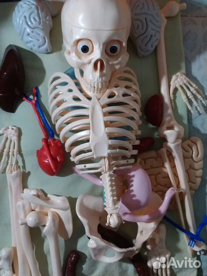 Скелет«Артем»(110см), внутренние органы+журналы