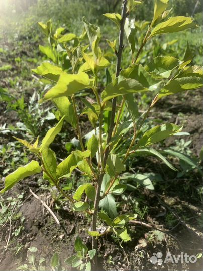 Многолетники, саженцы сливы, сирень сортовая