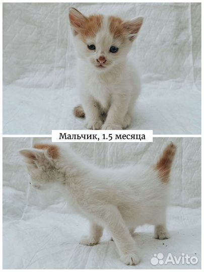 Котята