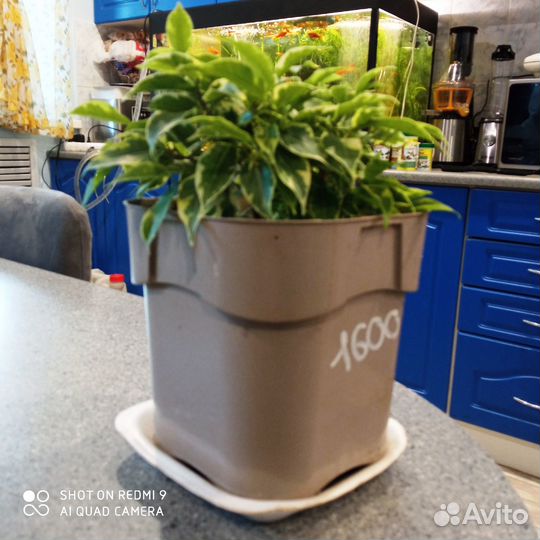 Фикус Бенджамина вариегатный